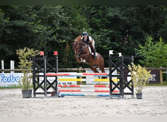 KWPN, Hengst, 6 Jaar, 167 cm, Donkere-vos