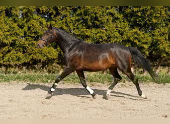 KWPN, Hengst, 6 Jahre, 165 cm, Dunkelbrauner