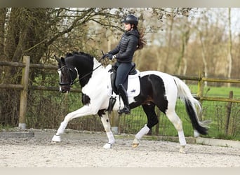 KWPN, Hengst, 6 Jahre, 166 cm, Schecke