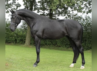 KWPN, Hengst, 6 Jahre, Rappe