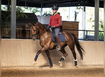 KWPN, Hengst, 7 Jaar, 163 cm, Donkere-vos