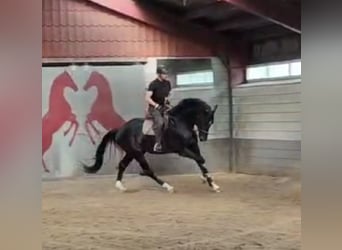 KWPN, Hengst, 7 Jaar, 176 cm, Zwartbruin