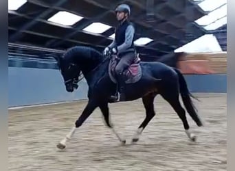 KWPN, Hengst, 7 Jaar, 176 cm, Zwartbruin