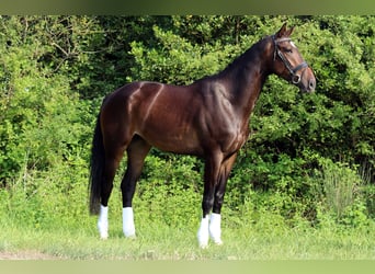 KWPN, Hengst, 7 Jaar, 178 cm, Donkerbruin