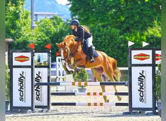 KWPN, Hengst, 7 Jahre, 164 cm, Fuchs