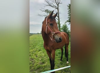 KWPN, Hengst, 7 Jahre, 170 cm, Brauner