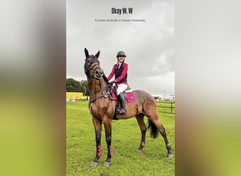 KWPN, Hengst, 7 Jahre, 173 cm, Brauner