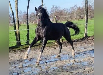 KWPN, Hengst, 7 Jahre, 176 cm, Schwarzbrauner