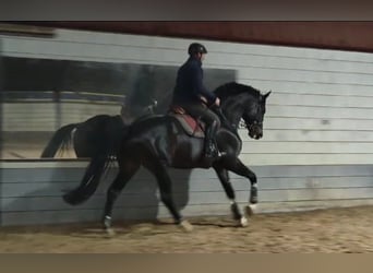 KWPN, Hengst, 7 Jahre, 176 cm, Schwarzbrauner