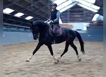 KWPN, Hengst, 7 Jahre, 176 cm, Schwarzbrauner
