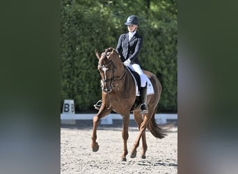 KWPN, Hengst, 8 Jahre, 173 cm, Dunkelfuchs