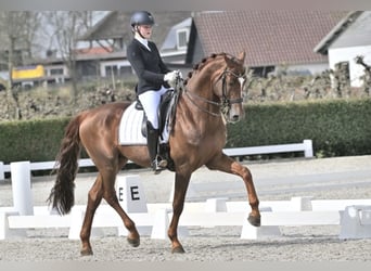 KWPN, Hengst, 8 Jahre, 173 cm, Dunkelfuchs