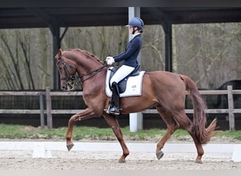 KWPN, Hengst, 8 Jahre, 173 cm, Dunkelfuchs