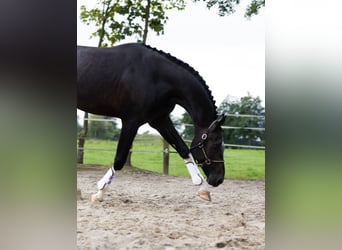 KWPN, Hengst, 8 Jahre, 176 cm, Schwarzbrauner