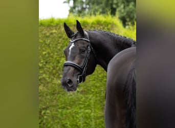 KWPN, Hengst, 8 Jahre, 176 cm, Schwarzbrauner