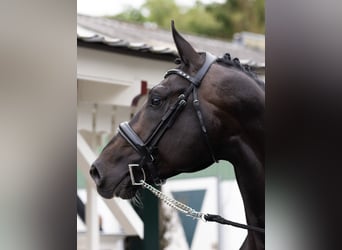 KWPN, Hengst, 8 Jahre, 176 cm, Schwarzbrauner