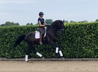 KWPN, Hengst, 9 Jaar, 170 cm, Donkerbruin