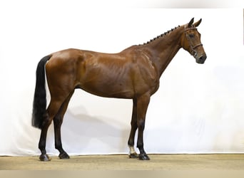 KWPN, Hengst, 9 Jaar, 174 cm, Bruin