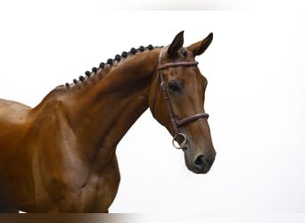 KWPN, Hengst, 9 Jaar, 174 cm, Bruin