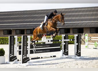 KWPN, Hengst, 9 Jaar, 174 cm, Bruin