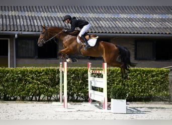 KWPN, Hengst, 9 Jaar, 174 cm, Bruin