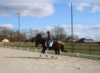 KWPN, Hengst, 9 Jahre, 163 cm, Dunkelfuchs