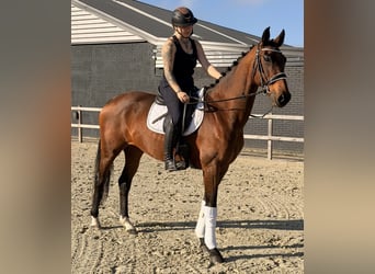KWPN, Hengst, 9 Jahre, 164 cm