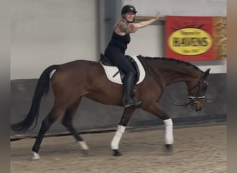 KWPN, Hengst, 9 Jahre, 164 cm