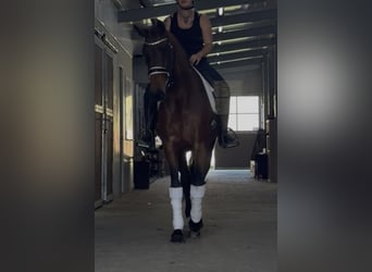 KWPN, Hengst, 9 Jahre, 164 cm