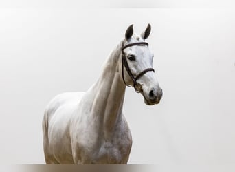 KWPN, Hengst, 9 Jahre, 167 cm, Schimmel