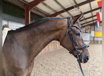 KWPN, Hengst, 9 Jahre, 168 cm, Brauner