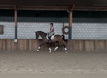 KWPN, Hengst, 9 Jahre, 168 cm, Brauner
