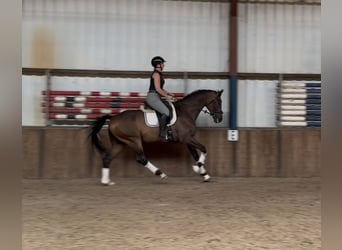 KWPN, Hengst, 9 Jahre, 168 cm, Brauner