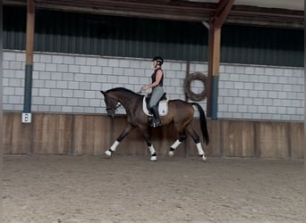 KWPN, Hengst, 9 Jahre, 168 cm, Brauner