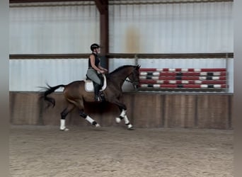 KWPN, Hengst, 9 Jahre, 168 cm, Brauner