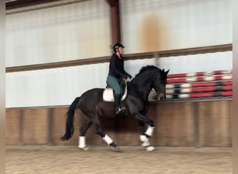 KWPN, Hengst, 9 Jahre, 171 cm, Dunkelbrauner