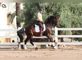KWPN, Hengst, 9 Jahre, 172 cm, Dunkelbrauner