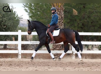 KWPN, Hengst, 9 Jahre, 172 cm, Dunkelbrauner