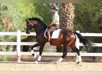 KWPN, Hengst, 9 Jahre, 172 cm, Dunkelbrauner