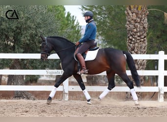 KWPN, Hengst, 9 Jahre, 172 cm, Dunkelbrauner