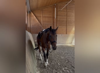 KWPN, Hengst, 9 Jahre, 176 cm, Dunkelbrauner