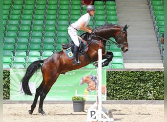 KWPN, Hengst, 6 Jahre, 168 cm, Brauner
