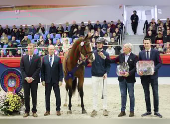 KWPN, Hengst, 2 Jahre, 172 cm, Brauner