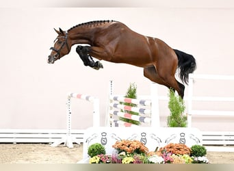 KWPN, Hengst, 2 Jaar, 172 cm, Bruin