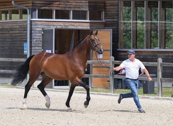 KWPN, Hengst, 23 Jaar, 169 cm, Bruin