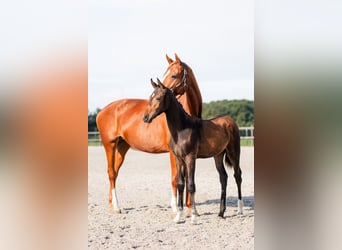 KWPN, Hengst, Fohlen (05/2025), 140 cm, Schwarzbrauner