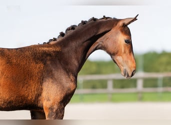 KWPN, Hengst, Fohlen (05/2025), 140 cm, Schwarzbrauner