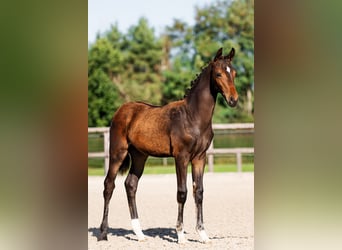 KWPN, Hengst, Fohlen (05/2025), 140 cm, Schwarzbrauner