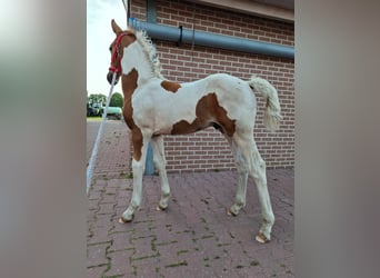 KWPN, Hengst, Fohlen (04/2025), 165 cm, Dunkelfuchs