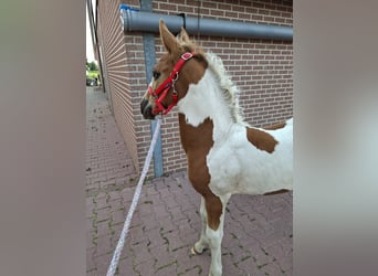 KWPN, Hengst, Fohlen (04/2025), 165 cm, Dunkelfuchs